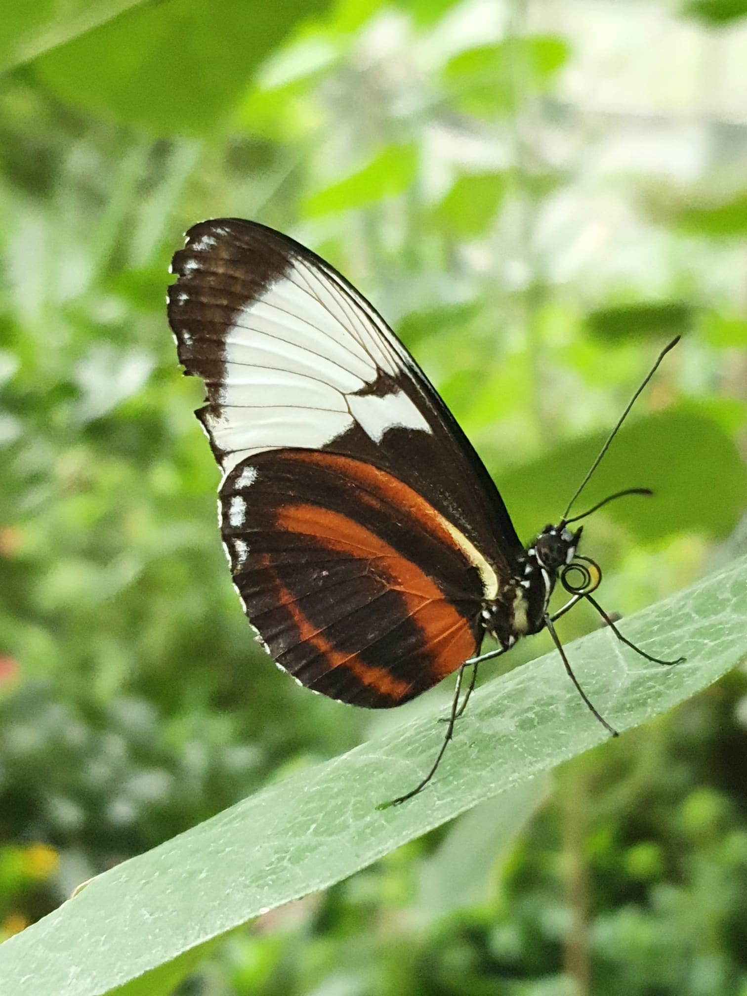 Vereinsreise nach Murten via Papiliorama